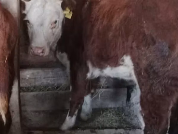 Vaca, Simmental cattle — Kazajistán