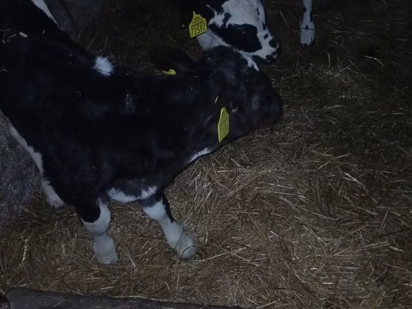 Bull, Russian Black pied cattle — Poland