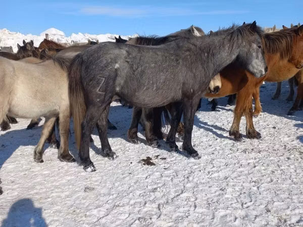 Faras dhaddig, Horses — Kasaakhistaan