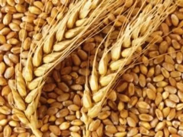 Vind- Griu & Orz,- in saci cu- 4,0 lei/kg.or.orhei
