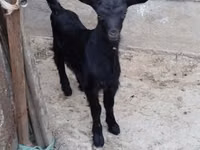 بز ماده, Saanen goat — عکس 2