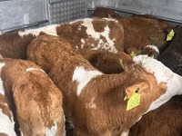 Byk, Simmental cattle — zdjęcie 1