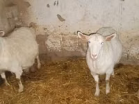 Koza, Kozy — foto 1