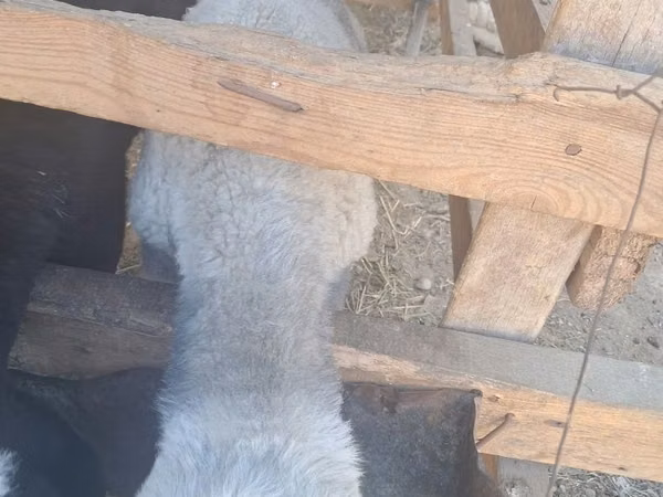 Kambing jantan, Sheep