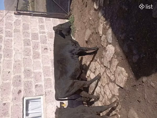 Cow, Cattle — Armenia