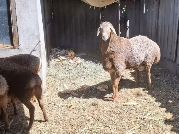 Ram, Arashan sheep — Kyrgyzstan