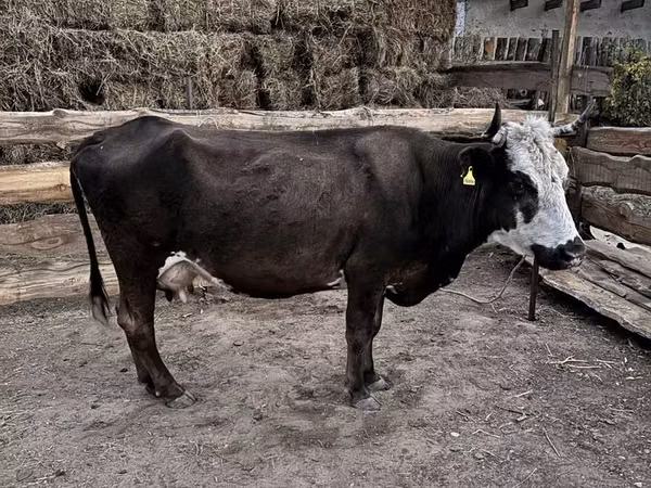 Cow, Kazakh White-headed cow — Kazakhstan