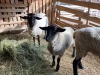 Ram, White Suffolk sheep — photo 3
