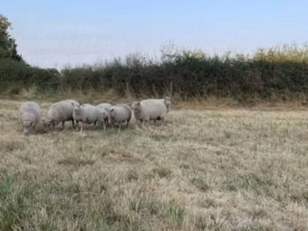 Ram, Sheep — United Kingdom