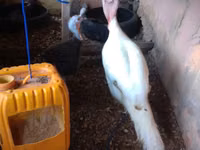 Turkeys — foto 2