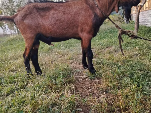 Goats (batch, sex not specified), Goats — Uzbekistan
