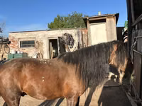 اسب نر, Kazakh horse — عکس 1