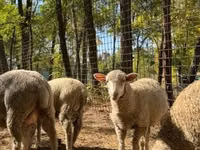 گوسفند (گروه، جنسیت مشخص نشده), Ile-de-France sheep — عکس 4