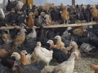Chickens — foto 1