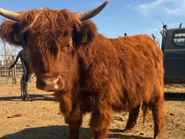 İnek, Highland
