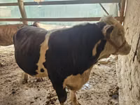 Говбуз, Simmental cattle — акс 4