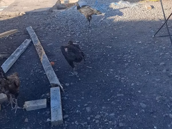 Chickens — Kyrgyzstan