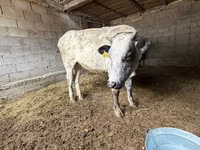Krowa, Swiss cattle — zdjęcie 6