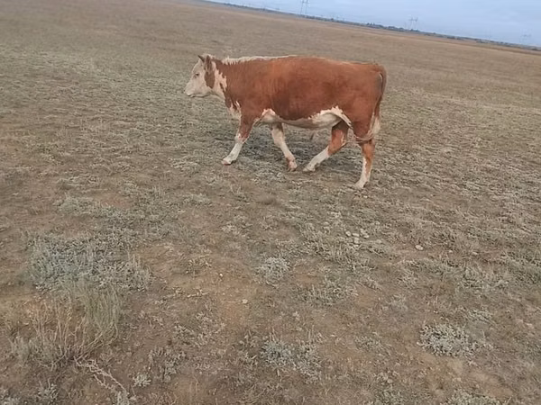 Bull, Kazakh White-headed cow