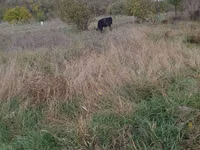 Vaca, Simmental cattle — foto 3