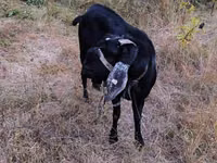 بز نر, Nubian Goat — عکس 2