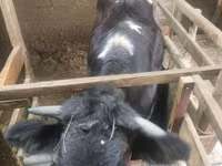 Lembu betina, Swiss cattle — foto 2