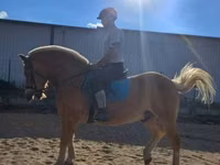 Hing, Haflinger — 6. fotó