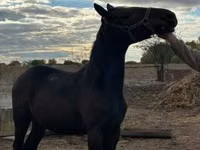 Mare, Nonius horse — photo 1