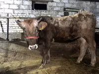 Stier, Runderen — foto 3