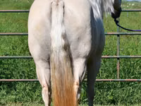 Kuda betina, Quarter Horse — foto 8