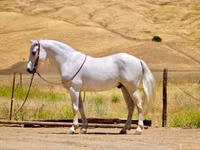 Horse (M), Quarter Horse — photo 2