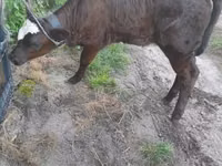 ძროხა, Simmental cattle — ფოტო 2