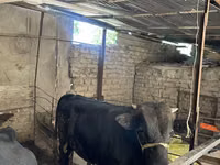 Bull, Aberdeen-Angus — photo 2