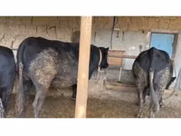 Toro, Aberdeen Angus — foto 2
