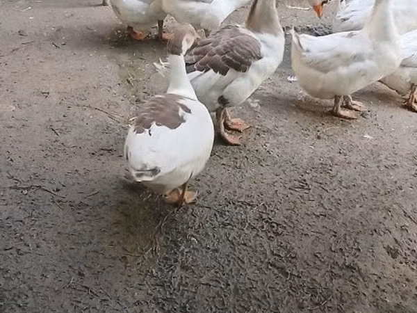Geese — Uzbekistan