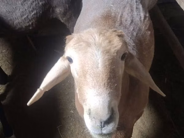 Ram, Arashan sheep