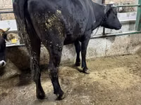 Vaca, Raza Alatau — foto 2