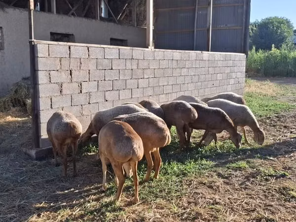 گوسفند (گروه، جنسیت مشخص نشده), Hissar sheep