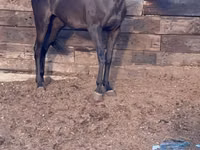 Ngựa cái, Anglo-Arabian — ảnh 1