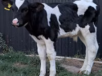 Ցուլ, Swiss cattle — լուսանկար 6