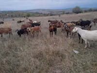 Goat, Goats — photo 2