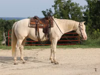Horse (M), Quarter Horse — photo 5