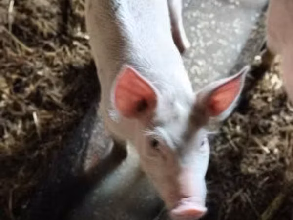Pigs (batch, sex not specified),  — Hungary