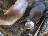 Vædder, Hissar sheep — foto 8