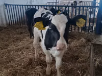Boğa, Russian Black pied cattle — foto 1