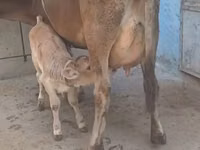 Mucca, Bovini — foto 1