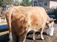 Kuh, Latvian Blue cattle — Foto 4