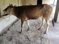 Cow, Jersey breed — photo 4
