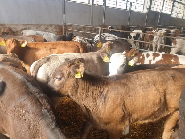 Mucca, Bovini