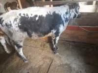 公牛, Cattle — 照片 2